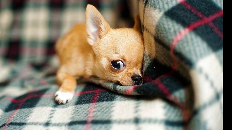 Descubre el origen del nombre de la raza de perro más pequeña del mundo