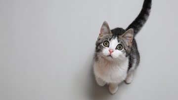 Imagem Será que gatos reconhecem os nomes de outros felinos da casa e até dos donos? Veja o que diz o estudo