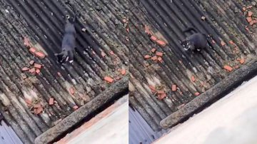 Reprodução/TikTok @zacaemeuri