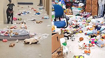 Reprodução/TikTok @stardust9822