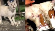 Reprodução PAPO MIAU