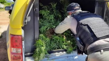 Imagem Homem é preso por cultivo de maconha em Alagoas
