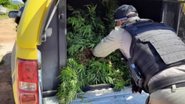 Imagem Homem é preso por cultivo de maconha em Alagoas