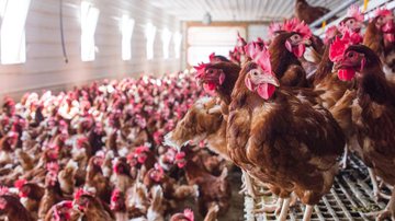 Reprodução / Getty Images