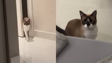 Reprodução/TikTok @matlimao