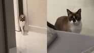 Reprodução/TikTok @matlimao
