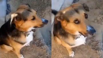 Reprodução/Twitter