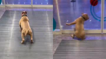 Reprodução/TikTok @pablo.bully