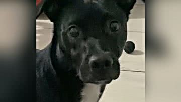 Reprodução/TikTok @ziggydogbr