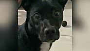 Reprodução/TikTok @ziggydogbr
