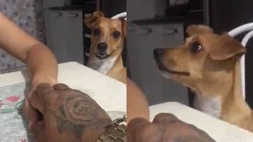 Reprodução/TikTok @josimachado147