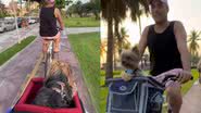 Reprodução/TikTok @euvoceeospets