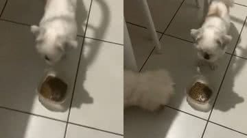 Reprodução/TikTok @plucasw