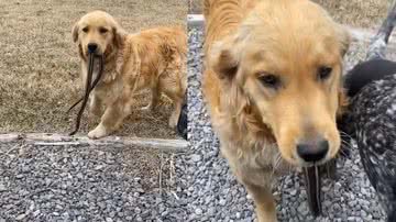 Reprodução/TikTok @pricelesstimes