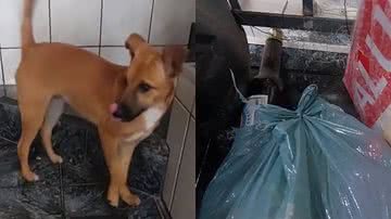 Reprodução/TikTok @paulinhopiloto