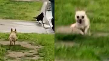 Reprodução/TikTok @bonjoandpups