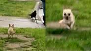 Reprodução/TikTok @bonjoandpups