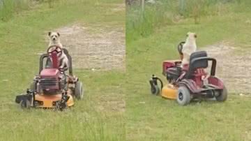 Reprodução/Facebook/MadMax Po