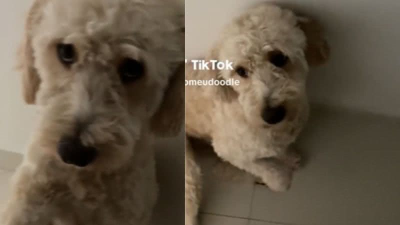 Reprodução / Vídeo
