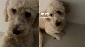 Reprodução / Vídeo