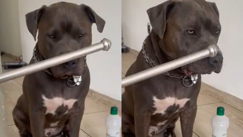 Reprodução/TikTok @froid_amstaff