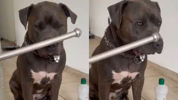 Reprodução/TikTok @froid_amstaff