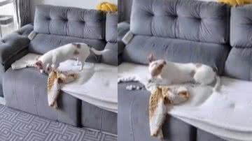 Reprodução / Vídeo