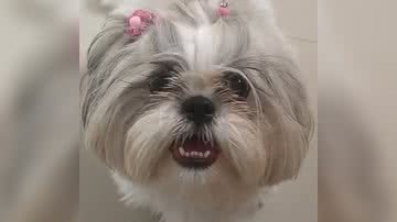 Reprodução/TikTok @meguizinhapet