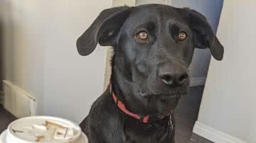 Reprodução/Twitter