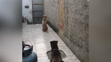 Reprodução/TikTok @helensouza8097