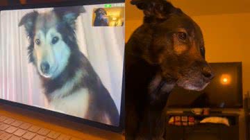 Reprodução/TikTok @rolloandsadie