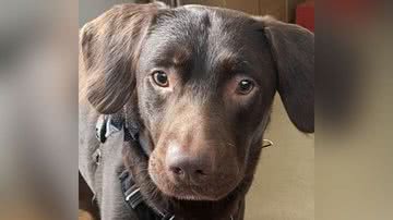 Divulgação/Woodside Animal Welfare Trust