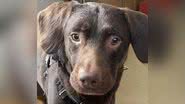Divulgação/Woodside Animal Welfare Trust