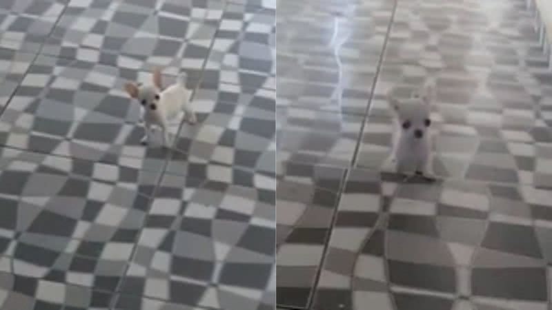 Reprodução/ Vídeo