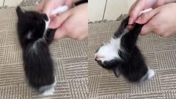 Reprodução/TikTok @evecvieiraa