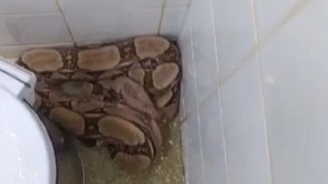 Reprodução/ Vídeo