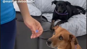 Reprodução// TikTok @marrom.debochado