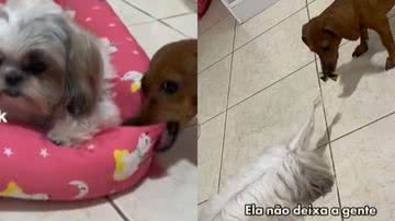 Reprodução// TikTok @camshaha