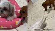 Reprodução// TikTok @camshaha