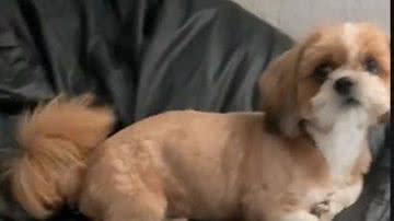 Reprodução// TikTok @sheikmaradona