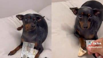 Reprodução// TikTok @allanalopees