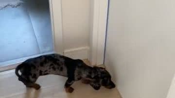 Reprodução// TikTok @manoelsalsicha