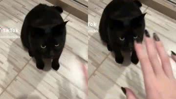 Reprodução// TikTok @ogatinhonick