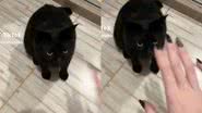 Reprodução// TikTok @ogatinhonick