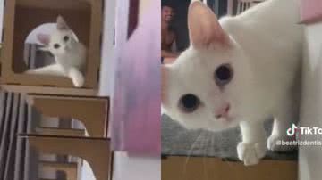 Reprodução// TikTok @beatrizdentista_