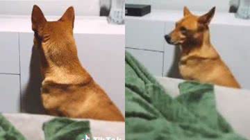 Reprodução// TikTok @ luizaschroeder_