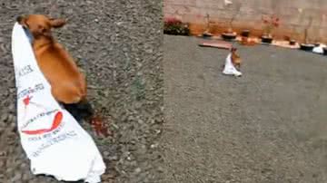 Reprodução// TikTok @edsonsilva.floresta