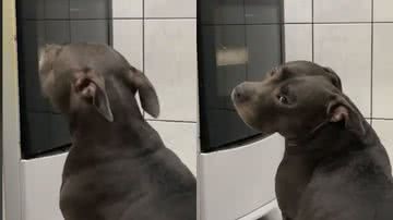 Reprodução// TikTok @maya_americanbully