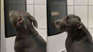 Reprodução// TikTok @maya_americanbully
