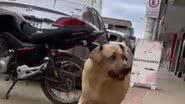 Reprodução// TikTok @bela.spg